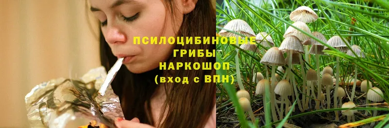 наркота  Навашино  Псилоцибиновые грибы Cubensis 